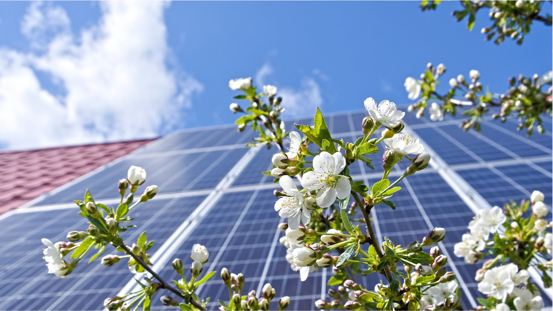 fotovoltaico-tra-i-fiori